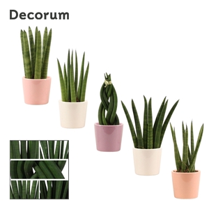 Sansevieria Cylindrica 6 cm Mix in Maui (Party love-collection)