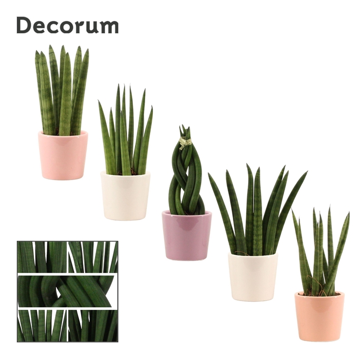 <h4>Sansevieria cylindrica 6 cm Mix in Maui (Party love-collection)</h4>