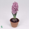 Hyacinthus orie. 'Purple Sensation'