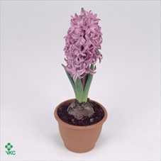 Hyacint Purple Sensation (pl-pasp. op fust)