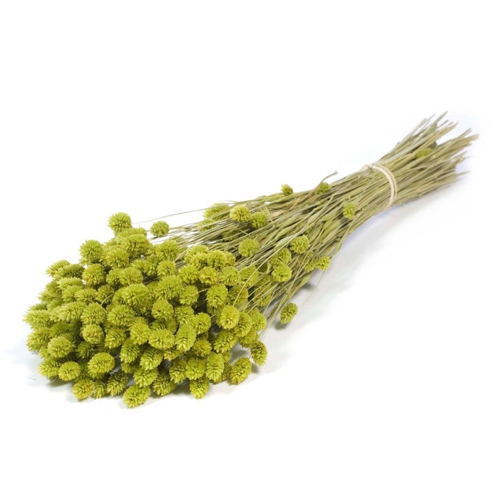 <h4>Phalaris Green</h4>