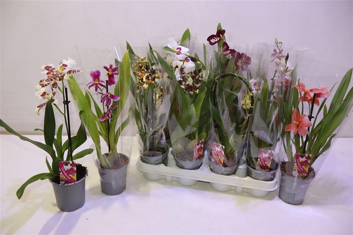 <h4>Orchideeen Gem</h4>