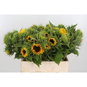 Helianthus Sunrich Orang