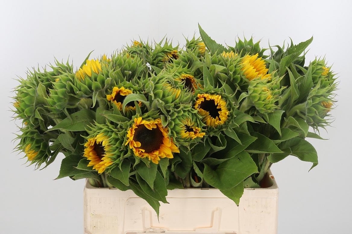 <h4>Helianthus Sunrich Orang</h4>