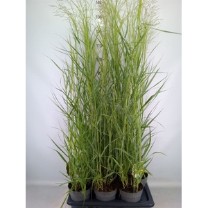 Panicum virgatum
