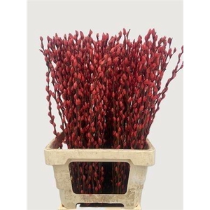 SALIX OV KLB H%