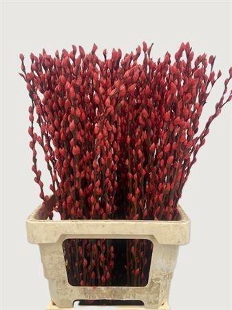 <h4>SALIX OV KLB H%</h4>