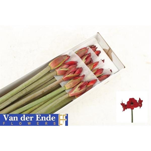 <h4>HIPP CO RAPIDO</h4>