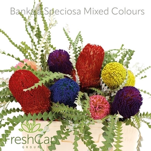 Banksia Speciosa Mixed Colours