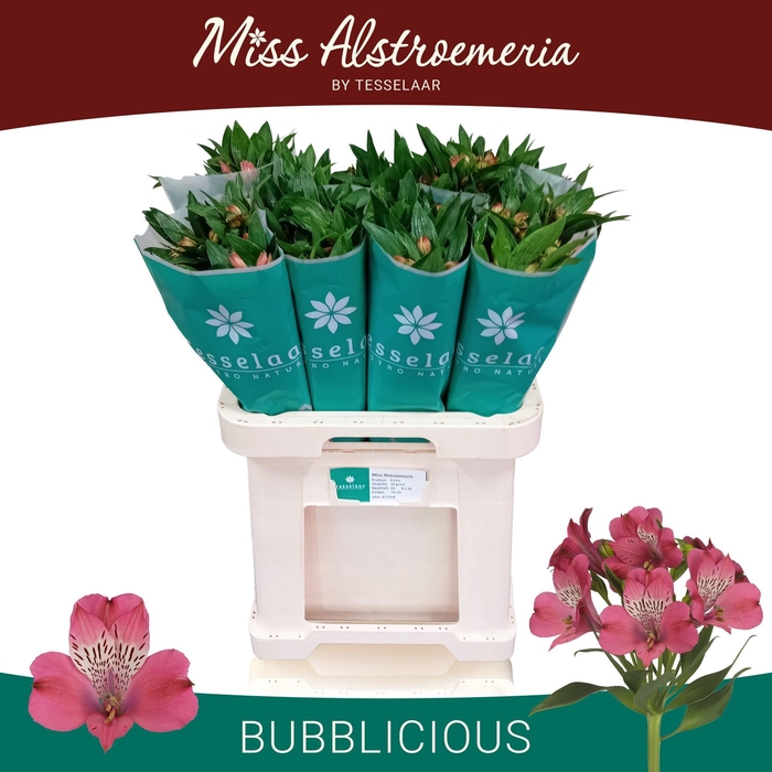 <h4>ALSTR BUBBLICIOUS</h4>
