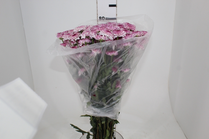 <h4>CRISANTEMO SANTINI ABBEY 080 CM</h4>