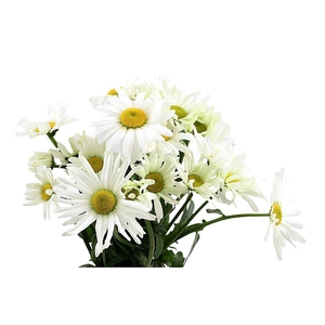 Leucanthemum Rheinblick