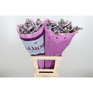 Lim S Tessa Lavender