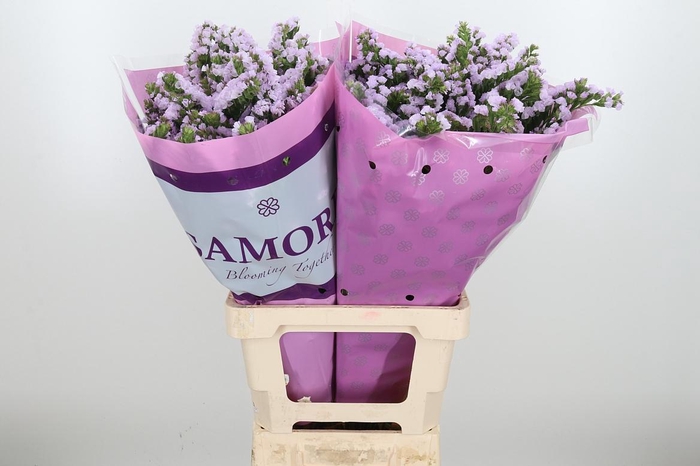 <h4>Lim S Tessa Lavender</h4>