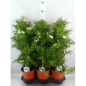 Solanum jasminoides