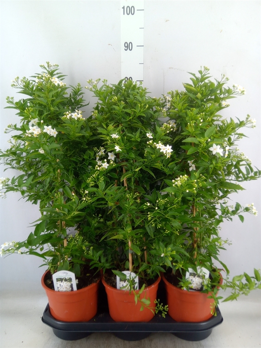 <h4>Solanum jasminoides</h4>
