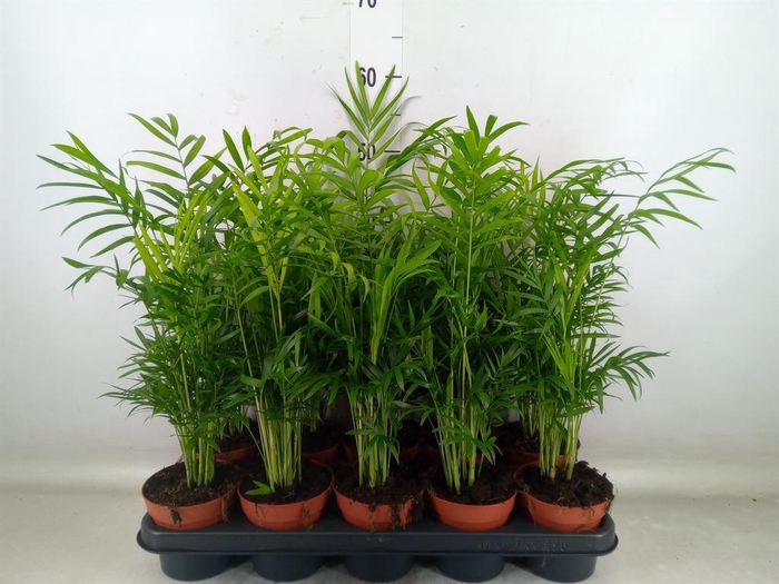 <h4>Chamaedorea elegans</h4>