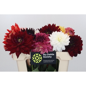 Dahlia Gemengd in bos