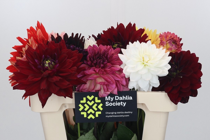 <h4>Dahlia Gemengd in bos</h4>