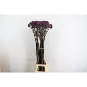 ALLIUM SUMMER DRUMME