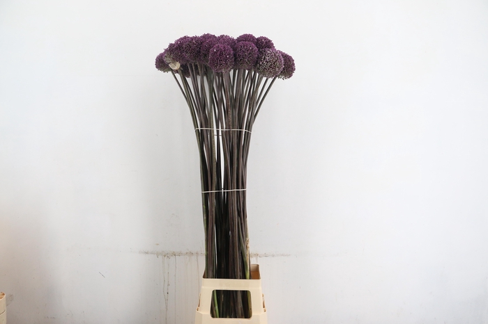 <h4>ALLIUM SUMMER DRUMME</h4>