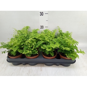 Adiantum raddi. 'Fritz-Luthi'