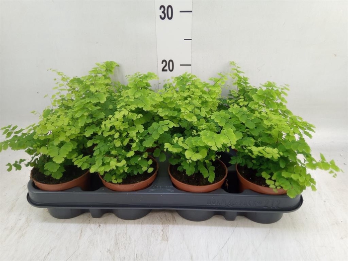 <h4>Adiantum raddi. 'Fritz-Luthi'</h4>