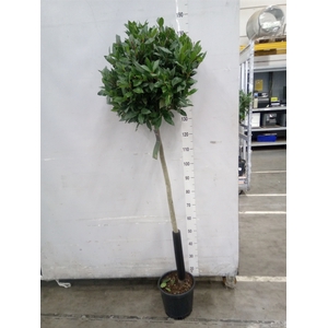 Laurus nobilis