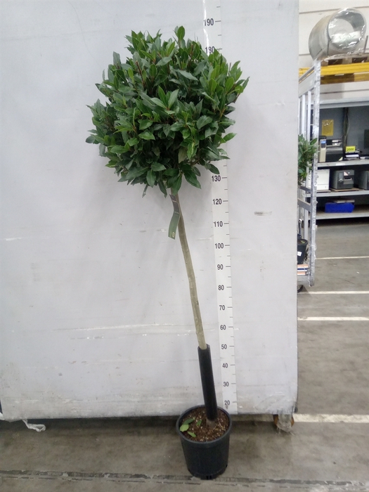 <h4>Laurus nobilis</h4>