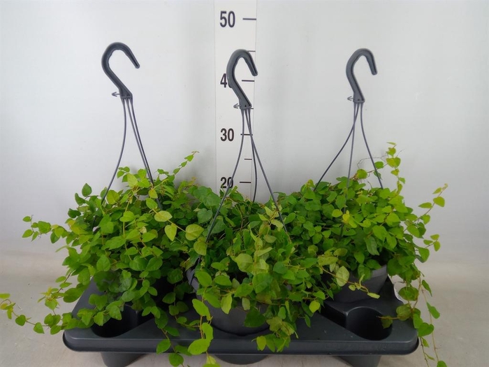 <h4>Ficus pumila   ...</h4>