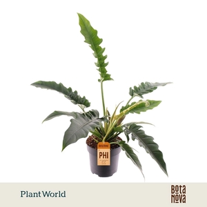 Philodendron Narrow Escape