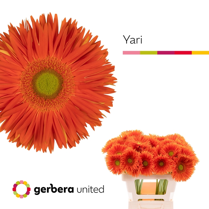 <h4>Gerbera Spider Yari Water</h4>