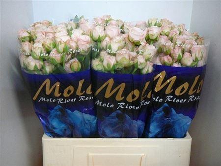 <h4>R Tr Bombastic</h4>