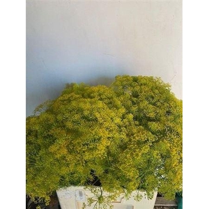 Anethum Graveolens
