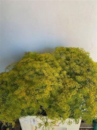 <h4>Anethum Graveolens</h4>