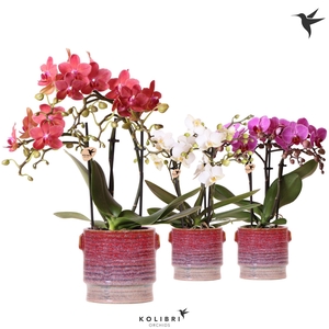Kolibri Orchids Phalaenopsis mix 3 spike in Aura pot