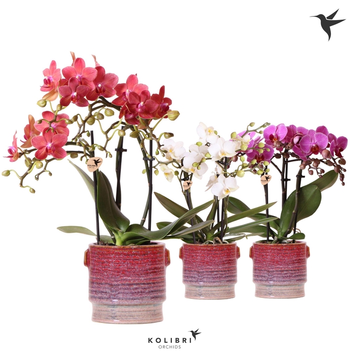 <h4>Kolibri Orchids Phalaenopsis mix 3 spike in Aura pot</h4>