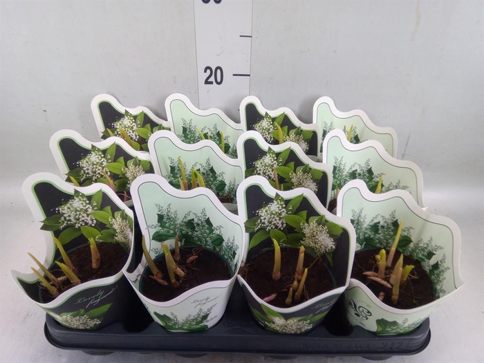 <h4>Convallaria majalis</h4>