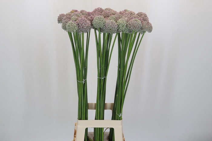 <h4>ALLIUM AMPELOPRASUM</h4>