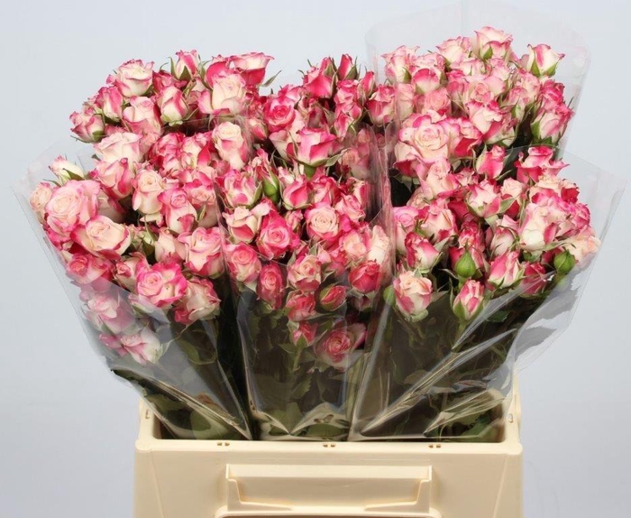 <h4>R TR REFLEX</h4>