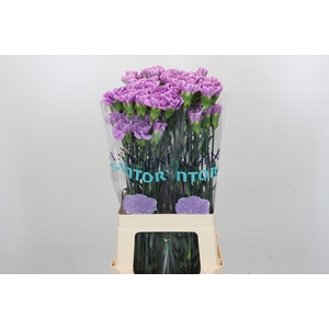 Dianthus St Florigene Moonaqua