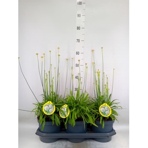 Armeria pseud. 'Ball White'