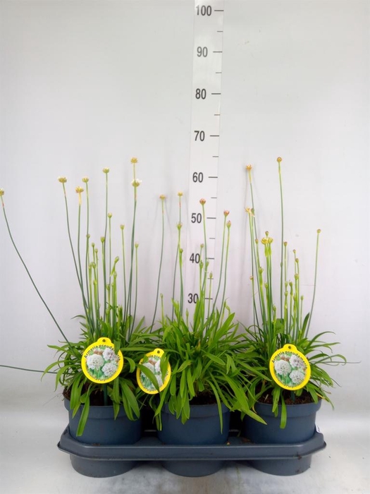 <h4>Armeria pseud. 'Ball White'</h4>