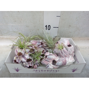 Tillandsia