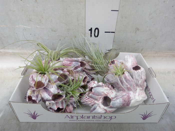 <h4>Tillandsia</h4>