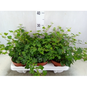 Hedera helix 'Wonder'