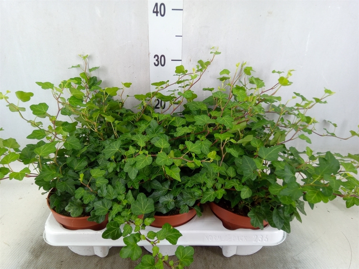 <h4>Hedera helix 'Wonder'</h4>