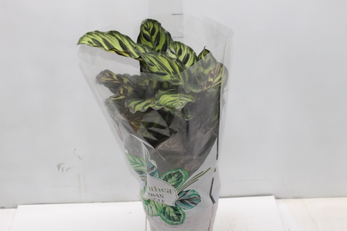 <h4>CALATHEA MAKOYAMA P17</h4>