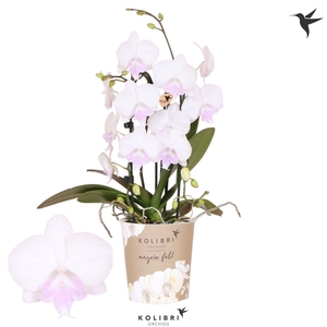 Kolibri Orchids Phalaenopsis Cascade Niagara Fall white pink lip 2 spike