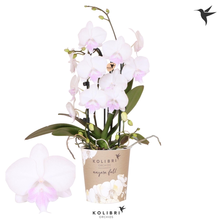 <h4>Kolibri Orchids Phalaenopsis Cascade Niagara Fall white pink lip 2 spike</h4>